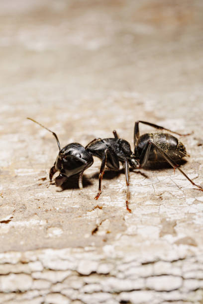 istock close-up. A black woodworm ant on the surface of a tree. 1542358864