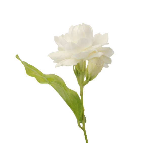 istock Jasmine flower isolated on white background, with clipping path 1542364695