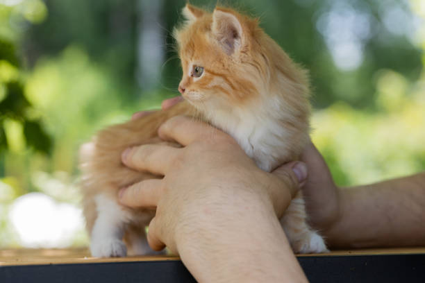 istock small beautiful red kitten in male hands. Care concept 1542365763