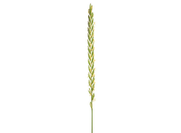 Blooming spike of couch grass isolated on white, Elymus repens Single blooming spike of couch grass isolated on white, Elymus repens elymus stock pictures, royalty-free photos & images