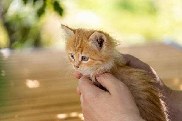 istock small beautiful red kitten in male hands. Care concept 1542369033