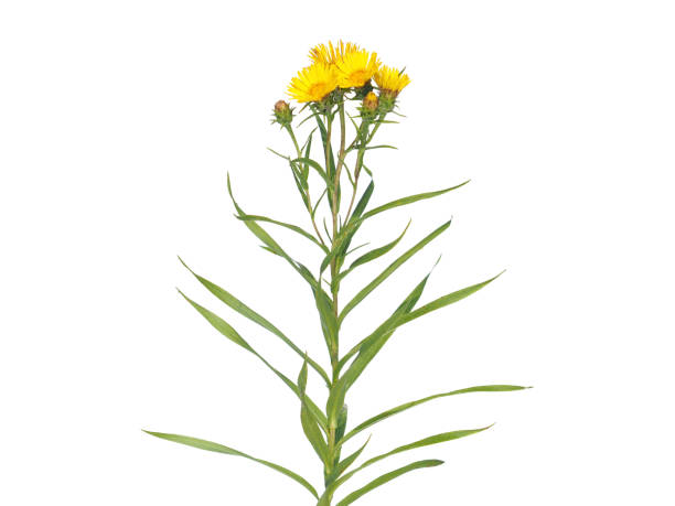Yellow flower of Swordleaf Inula isolated on white, Inula ensifolia Yellow flower of Swordleaf Inula isolated on white, blooming plant with leaves, Inula ensifolia inula stock pictures, royalty-free photos & images