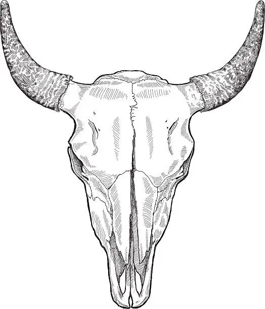 Vector illustration of cow ckull