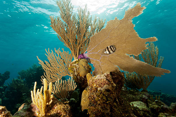 istock Coral Gardens, Honduras 154237155
