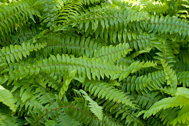 Bright green fern background stock photo