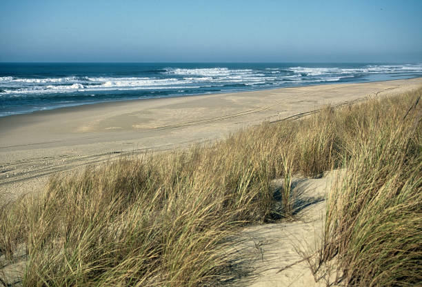 istock Beach and dune on the Atlantic coast 1542377599