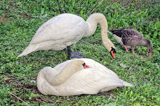 two swans in the wild, one sleeping and one awake