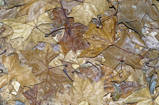 detailed view of a large group of follen leaves