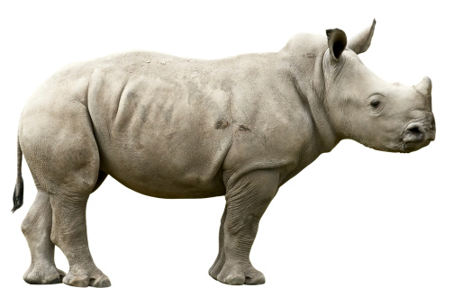 Young Rhino con trazado de recorte sobre fondo blanco photo