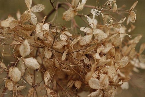 An isolated image of wilted, dried brown leaves hanging from a bare branch against a plain background