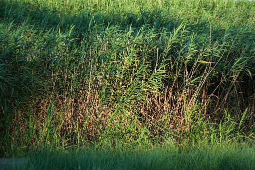 yükselmiş olan yeşil buğday başakları arasında yürüyen erkek çocuk. geniş buğday tarlaları yeşil görünmektedir. full frame makine ile çekilmiştir.