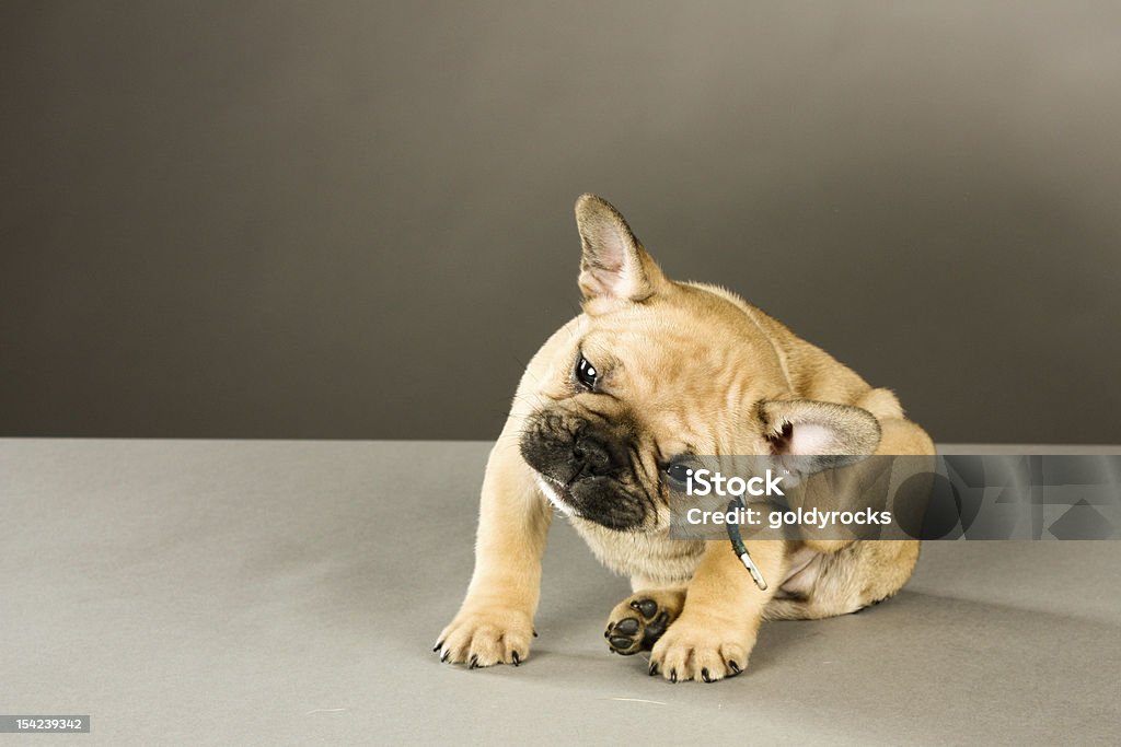 Itchy - Lizenzfrei Hund Stock-Foto