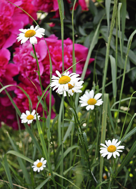 Camomilla e peonie - foto stock