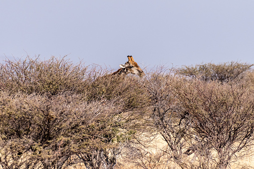 An Angolan Giraffe -Giraffa giraffa angolensis- grazing in the bushes of Etosha national park, Namibia.