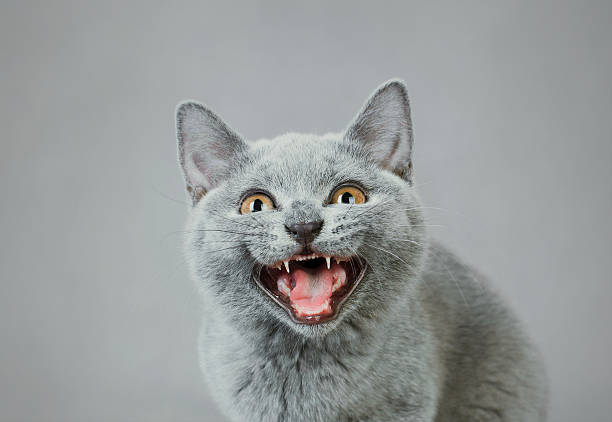 Grey, British shorthair kitten meowing British shorthair kitten portrait miaowing stock pictures, royalty-free photos & images