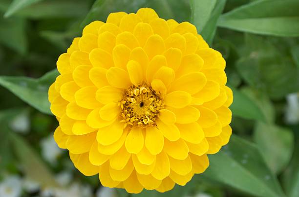 istock Yellow Dahlia Flower 154242044