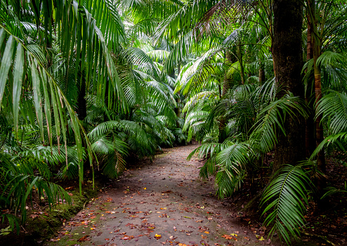 Enchanting Terra Nostra Botanical Garden in Furnas, Sao Miguel Island, Azores, Portugal, Europe