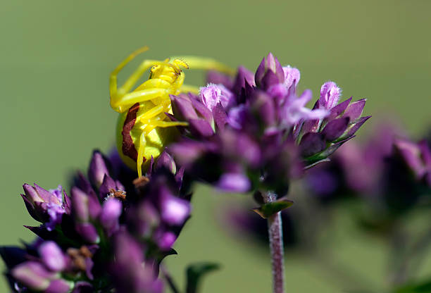 yellow spider on a flower. Macro stock photo