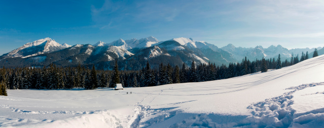 Winter scene with trees and snow flurry.