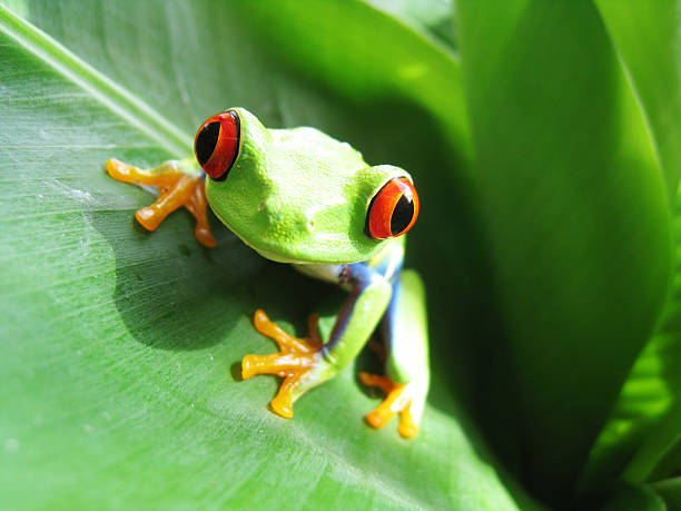red-eyed tree frog, Agalychnis callidryas red-eyed tree frog, Agalychnis callidryas red amphibian frog animals in the wild stock pictures, royalty-free photos & images