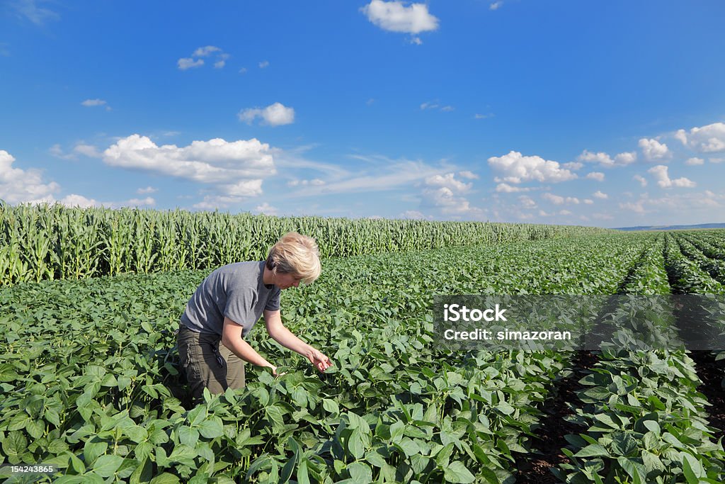 Agronomy - Photo de Graine de soja libre de droits