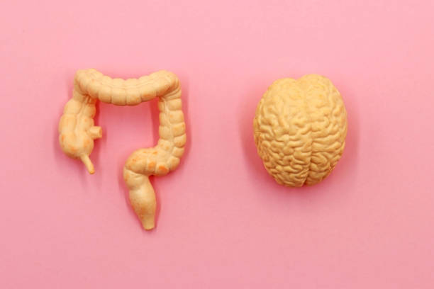 istock The Gut-Brain Axis. A two-way biochemical signaling that takes place between the gastrointestinal tract (GI tract) and the central nervous system (CNS) 1542438768
