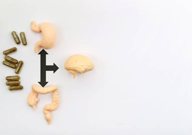 istock The Gut-Brain Axis. A two-way biochemical signaling that takes place between the gastrointestinal tract (GI tract) and the central nervous system (CNS) 1542439301