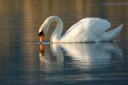 a beautiful swan on a river in the light of a sunset