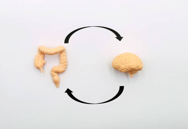 istock The Gut-Brain Axis. A two-way biochemical signaling that takes place between the gastrointestinal tract (GI tract) and the central nervous system (CNS) 1542439904