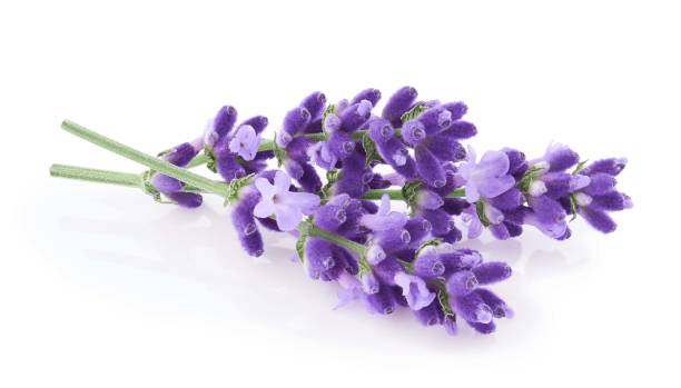 istock Lavender flowers isolated on white background 1542447275