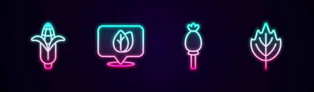 Vector illustration of Set line Corn, Location with leaf, Opium poppy and Leaf. Glowing neon icon. Vector