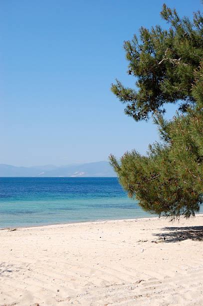 istock Pine tree on a beach at the luxury hotel 154245627