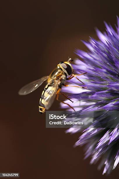 À Espera Do Pólen - Fotografias de stock e mais imagens de Azul - Azul, Cabeça de Flor, Cardo