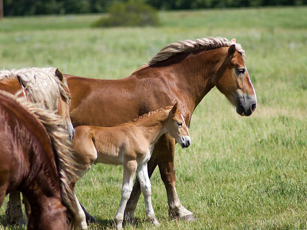 Horses in field stock photo