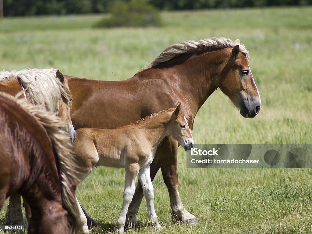 Cavalos em campo - Foto de stock de Cavalo - Família do cavalo royalty-free