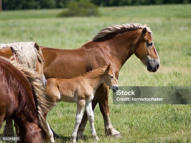 Foto de Cavalos Em Campo e mais fotos de stock de Cavalo - Família do cavalo - Cavalo - Família do cavalo, Alazão - Cor de Cavalo, Alimentar