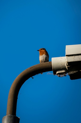 A small robin bird perched atop a metal street light against a bright blue sky