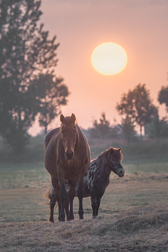 horse and pony stand in a field during sunset