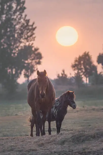Photo of horse and pony stand in a field during sunset