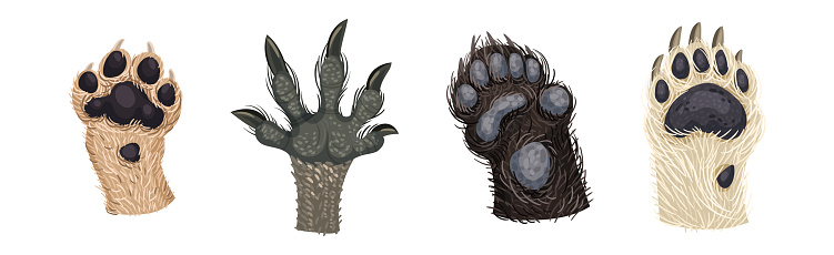 Animal Paw and Animalistic Pets Claw Vector Set. Different Limbs of Wild Mammal