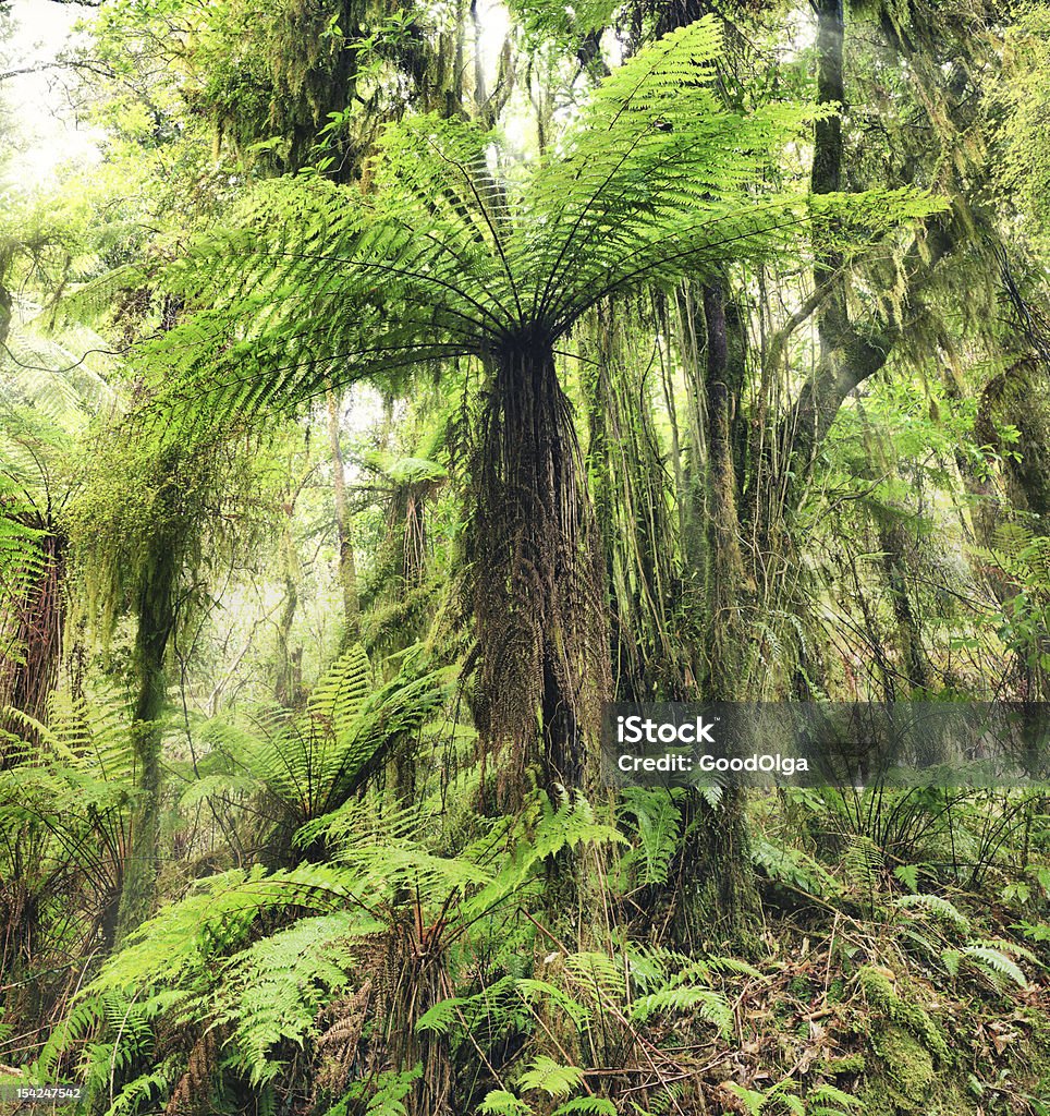 Папоротник дерево - Стоковые фото Аборигенная культура роялти-фри
