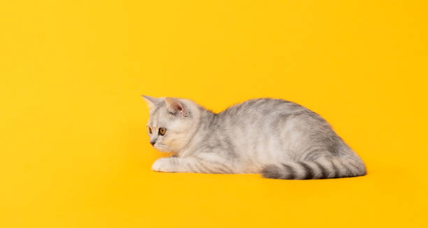 istock Small white kitten with black stripes, cat Scottish fold breed and sleep on orange background. 1542478034