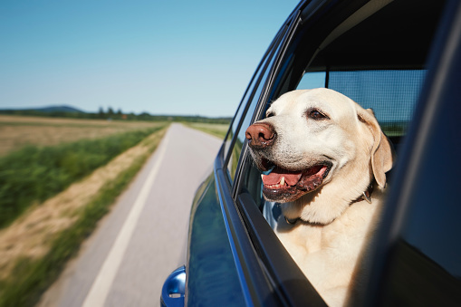 Happy dog looking out of car window. Cute labradaror retriever enjoying road trip at sunny summer day.
