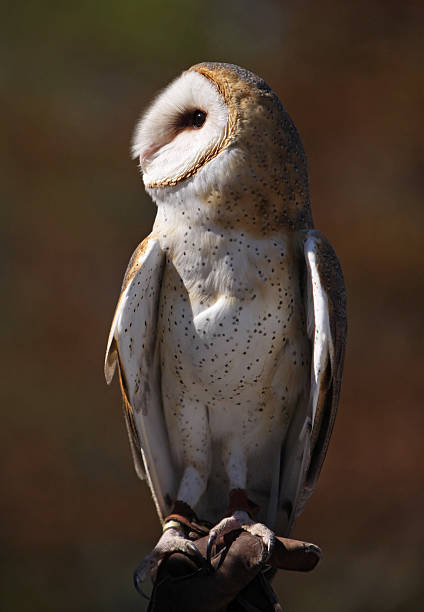 istock Portrait of Barn Owl 154248224