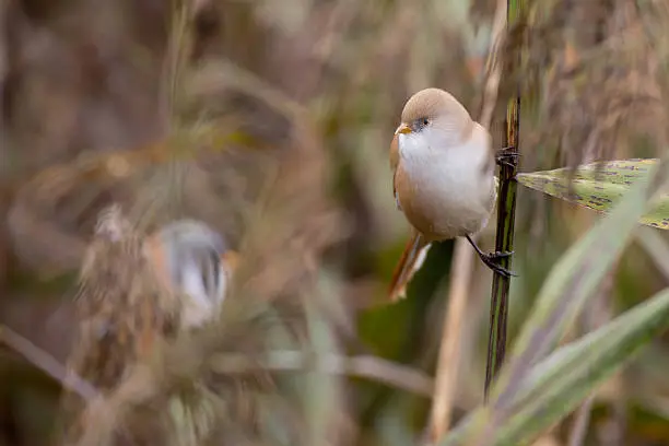 bearded reedling