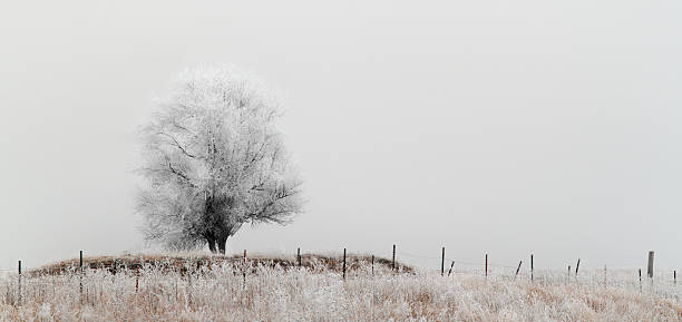 frost trincados árvore - flocked imagens e fotografias de stock