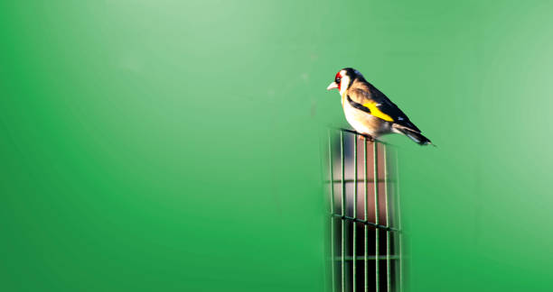 istock European Goldfinch 1542498328