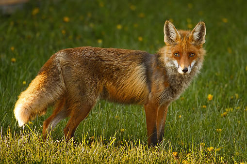 Red fox (Vulpes vulpes) in the green meadow