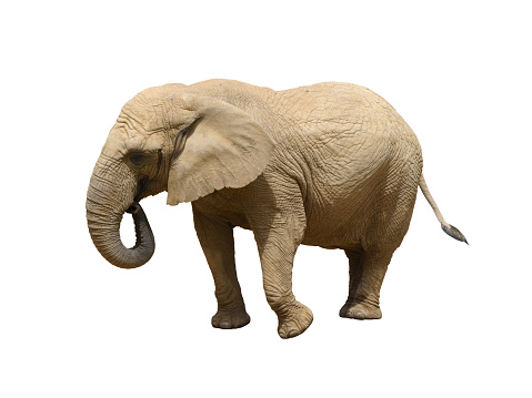 African bush elephant isolated on the white background