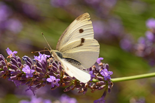 Nature in a Garden: single large white butterfly(Pieris brassicae)  on top of a lavender plant stem. Buuterfly with spread wings.